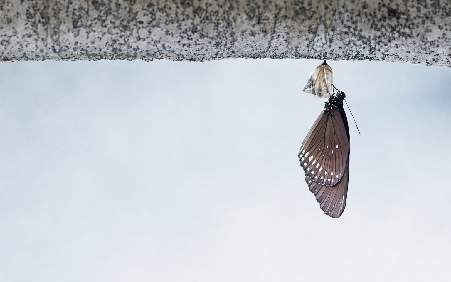 A butterfly emerging from its chrysalis